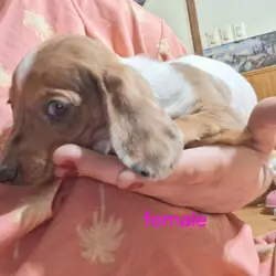 Mini dachshund puppies