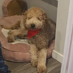 Goldendoodle