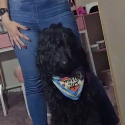 Labradoodle
