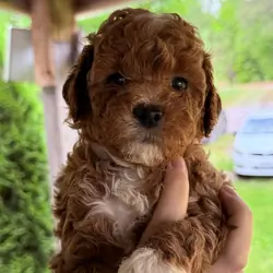Micro mini Goldendoodles puppies