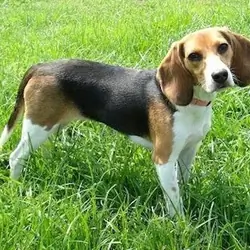 Standard Beagle