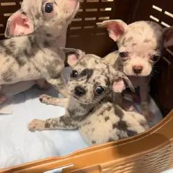 Cute chihuahua Puppies (+14502319792)