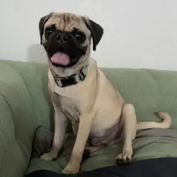 Akc pug