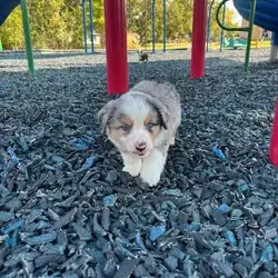 Australian Shepherd puppies