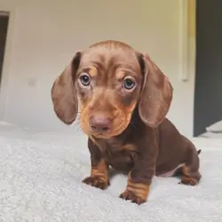 Meet Milo, an adorable little male dachshund puppy