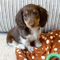 Meet Bella, a beautiful little female dachshund