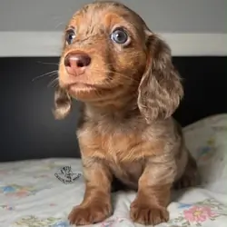 Meet Archie, a handsome little male dachshund pupp