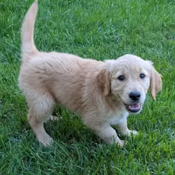 Purebred Female Golden Retriever Puppy! (8 weeks)