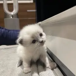 Kitten