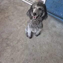 AKC Silver Standard poodles