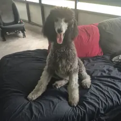AKC Silver Standard poodles