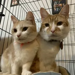 Two cats, female and male