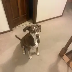 Catahoula Leopard Dog