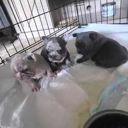 3 frenchies