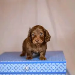 Meet Tobi, an adorable little Dachshund puppy with