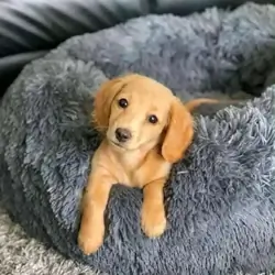 Meet Daisy, an adorable little Dachshund puppy wit