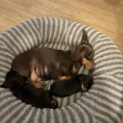 Mini Dachshund puppy