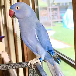 2 Year Old Indian Ringneck
