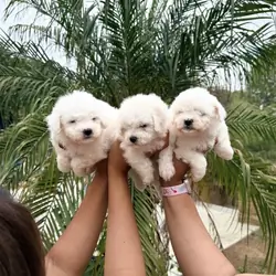 Bichon Frise Puppy