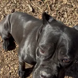 Cane Corso Puppies AKC