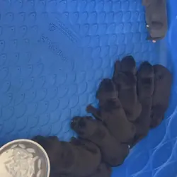Cane Corso Puppies AKC