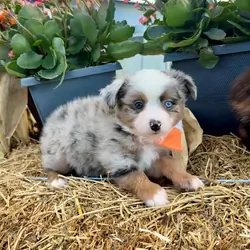 Toy Aussie