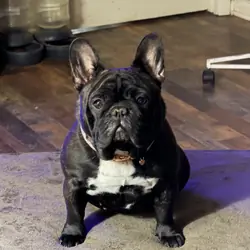 French Bulldog