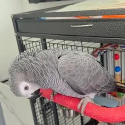Wonderful African Grey Urgent Sale