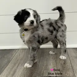 Aussiedoodle Puppies