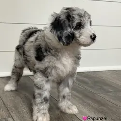 Aussiedoodles