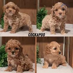 COCKAPOO PUPS