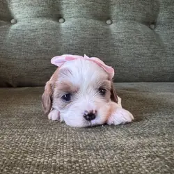 Cavapoo/Cavapoochon, 15 Lbs Full Grown