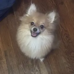 Pomeranian pup