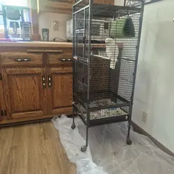 Bird goffin cockatoo
