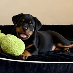 Beautiful Rottweiler puppies