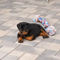 Beautiful Rottweiler puppies