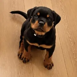 Beautiful Rottweiler puppies
