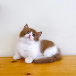 Beautiful Ginger and White Kitten – Looking