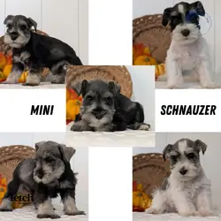 AKC MINI SCHNAUZER PUPS