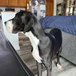 Great Dane