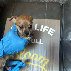 Chihuahua mix pups