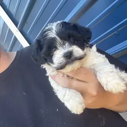 Shihpoo