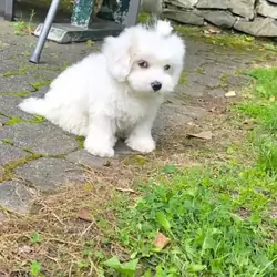 Adorable Maltese Puppies – 15 Weeks Old!