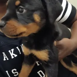 Rottweiler puppies