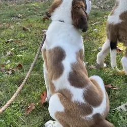 Saint Bernard male puppy