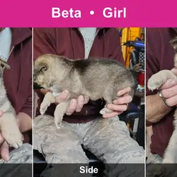 Shepshy Puppies