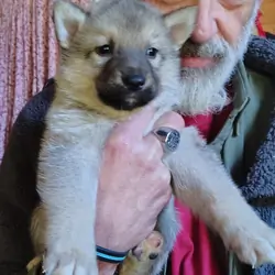 Shepsky Puppies
