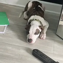 Mixed pit