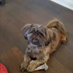 Shih tzus