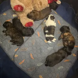 Shih tzus